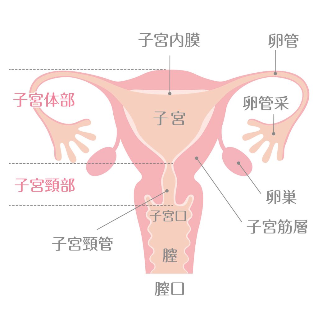 子宮頸がんとは